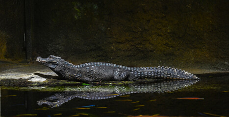 Dwarf-Crocodile-(Osteolaemus-letraspis)