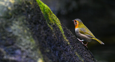 Cuban grassquit (Tiaris canorus) looking for food.