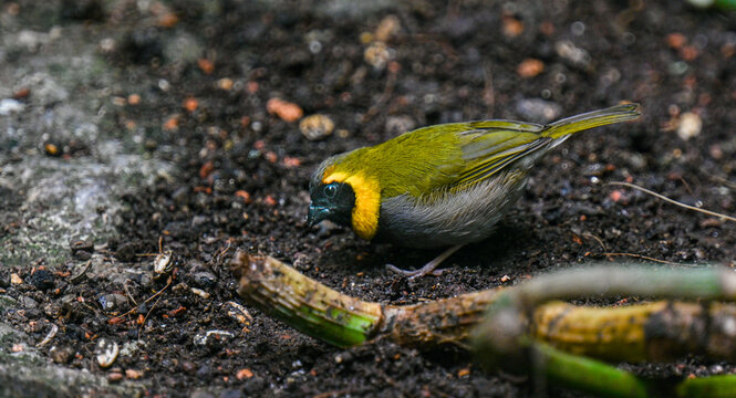 Cuban grassquit (Tiaris canorus)