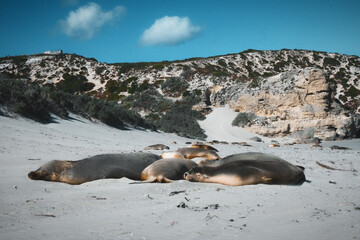 Beautiful sea lion seals having a sweet family nap on the foreshore of Kangaroo Island in South Australia