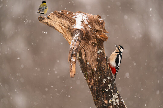 Woodpecker Perched On A Tree Stem And A Great Tit On The Top  