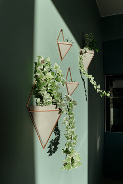 Houseplants in contrast sunlight.