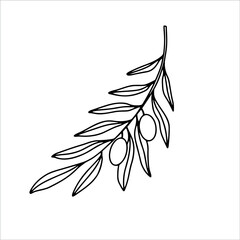 Hand drawn olive branch isolated on white background. Outline olive tree branch for menu, logo, greeting cards, patterns, web. Line art, doodle olive branch.