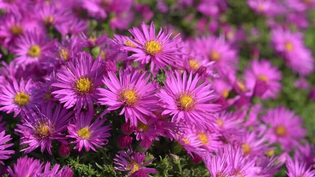 Aster novi belgii 'Dandy' a magenta pink herbaceous summer autumn perennial flower plant commonly known as Michaelmas daisy, stock video footage clip
