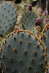 Background of desert cactuses in a blooming season © Vladislav Kutepov