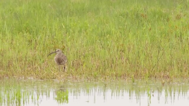 Curlew on a meadow near water