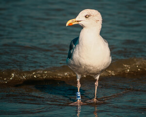 seagull on the beach