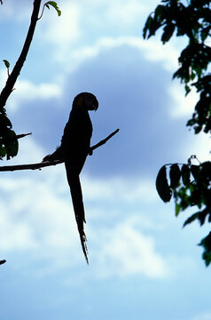 A bird sits on a bench in the jungle.