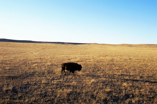 A lone bison in the grasslands.