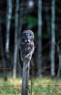 An owl sits on a fence.
