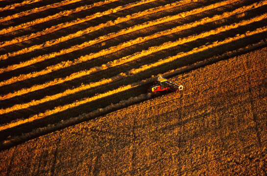 A farmer harvests his crops.