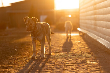 A humble puppy stands in the yard under the sunset light