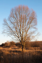 Big tree without leaves in the steppe