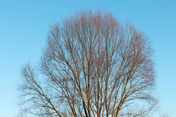 Crown of a large tree in early spring in the evening