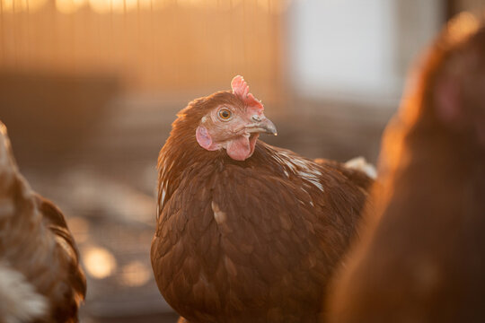 Portrait of a chicken among other chickens at sunset