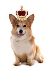 Pembrokeshire Welsh Corgi wearing a crown isolated on a white background
