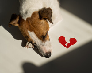 Jack Russell Terrier dog lies next to a broken heart. 