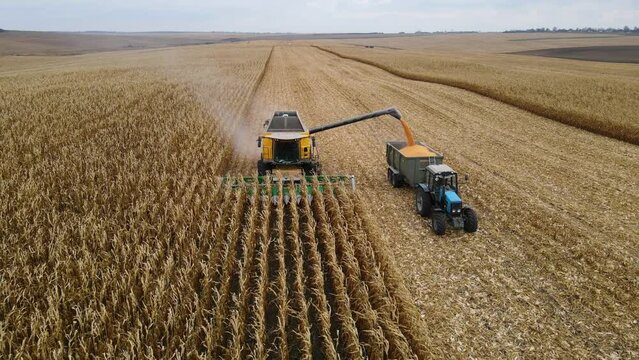 Harvesting corn in the autumn field.