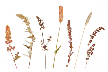 Herbarium. Dried plant: wild grass and flowers. Isolated lements on a white background