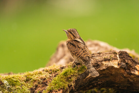 The Eurasian Wryneck And Its Cryptic Plumage 