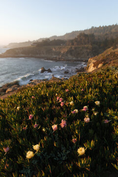 Ice plant blooms in front of the ocean
