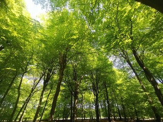 Low angle view of forest from below showing green leafy canopy