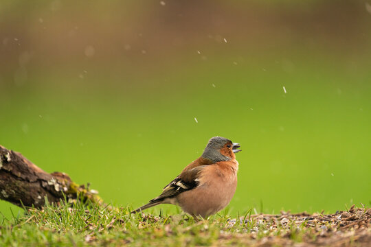 Chaffinch Eating A Seed Under A Snowfall  