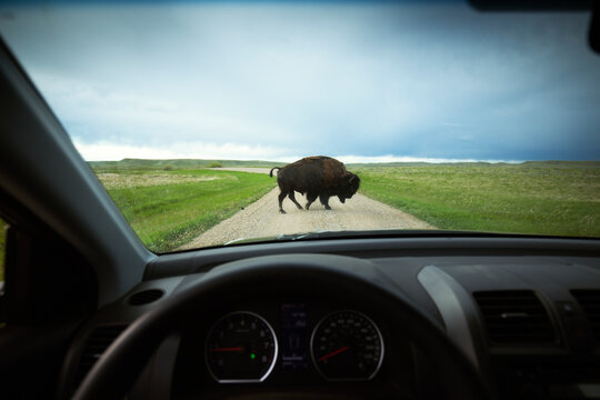 A lone bison in the grasslands.