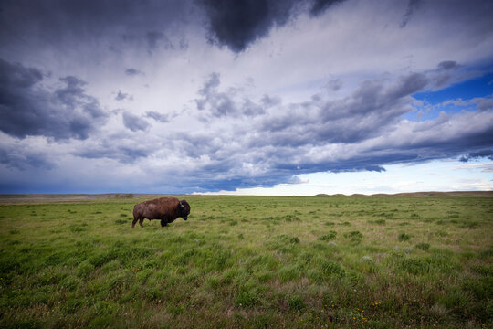 A lone bison in the grasslands.