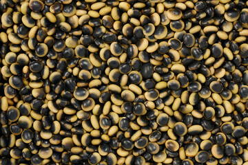 「鞍掛豆」という日本の北海道産の豆です。