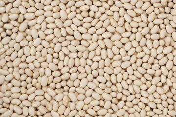 「手亡豆」という日本の北海道産の豆です。