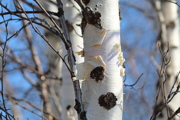 White birch bark on a sunny spring day in the north of Russia