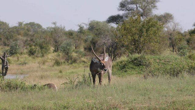 A waterbuck bull grazing on green grass
