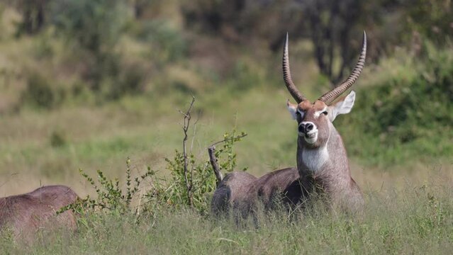 Waterbuck bull giving a yawn