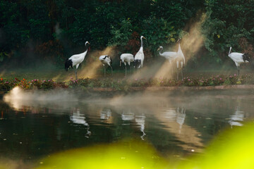 Bird crane by the lake