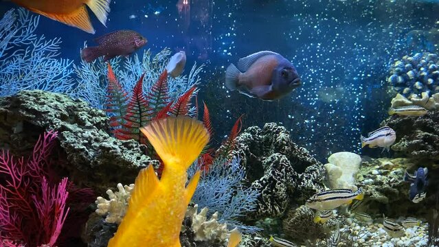 4k. home freshwater aquarium with floating colored fish close-up. Citron lemon cichlazoma, males and females of melanochromis auratus, Cyrtocara Moorii, Copadichromis kadango. 