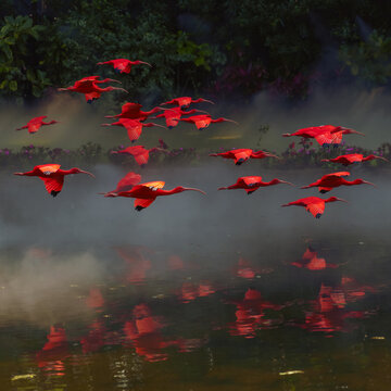 group of red ibis flying