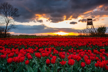 Sunset over the blooming tulip field in Poland
