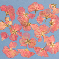 Pink flowers and petals on a blue background. Herbarium, dried plants, flat floristry
