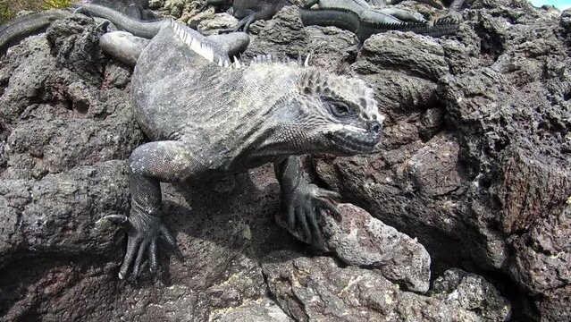 A marine iguana is situated very close to the camera. It looks quizzically at the lens for a while. The lizard is sitting on volcanic rock, on a hot, sunny day in the Galapagos Island, South America.