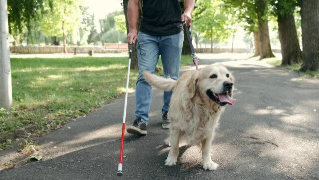 blind man walking with his service guide dog and a stick for the blind in the park during a sunny day.