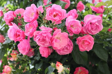 ピンクのバラの花