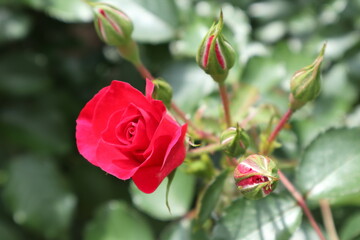 Obraz premium 赤いバラの花