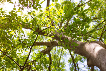 Deciduous tree with green foliage on a sunny day, branches, crown view from below. Green forest in...