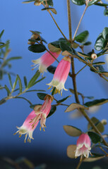 Bell shaped pink and yellow flowers of the Australian Correa variety Federation Belle, family Rutaceae. Common name is Native Fuchsia. Summer to Winter flowering. Hardy cultivar of Correa reflexa