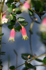 Bell shaped pink and yellow flowers of the Australian Correa variety Federation Belle, family Rutaceae. Common name is Native Fuchsia. Summer to Winter flowering. Hardy cultivar of Correa reflexa