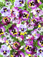 pansies flowers lilac yellow green leaves  summer plant  gardening floral background