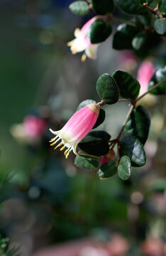 Bell shaped pink and yellow flowers of the Australian Correa variety Federation Belle, family Rutaceae. Common name is Native Fuchsia. Summer to Winter flowering. Hardy cultivar of Correa reflexa