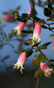 Bell shaped pink and yellow flowers of the Australian Correa variety Federation Belle, family Rutaceae. Common name is Native Fuchsia. Summer to Winter flowering. Hardy cultivar of Correa reflexa