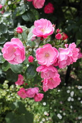 ピンクのバラの花